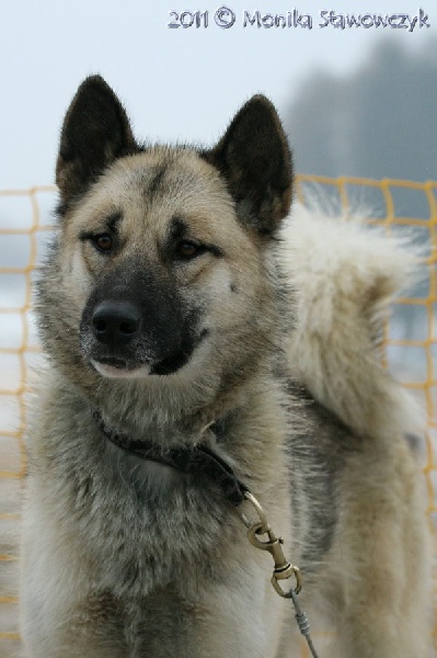 CH. Etoile (des neiges) Du val de sherbrooke