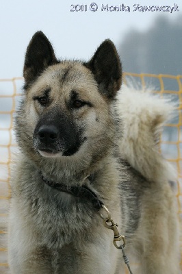 Du val de sherbrooke - carton plein au world dog show 2011!!!