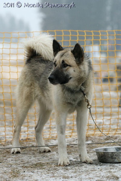 CH. Etoile (des neiges) Du val de sherbrooke