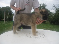 En'djaï du val de Sherbrooke (dit coco)