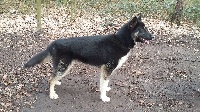 Lobo